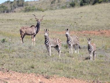 0 Bedroom Property for Sale in Outeniquasbosch Western Cape